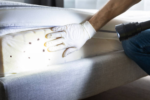 Best Mosquito Control Services  in Pepperdine University, CA