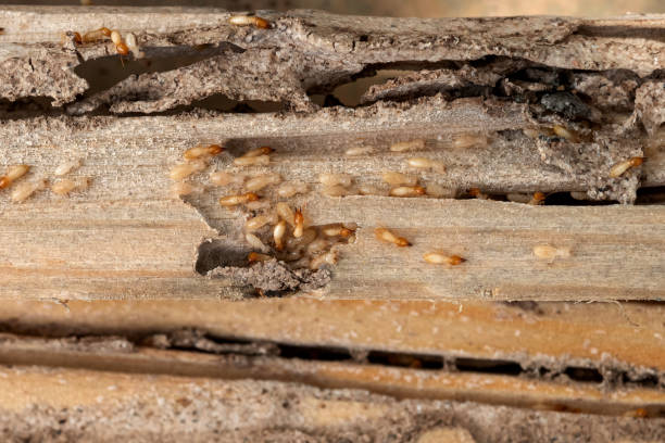 Best Pest Control Treatment  in Pepperdine University, CA